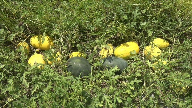 Yellow, black watermelon grown in Tangail for the 1st time 