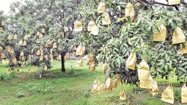 Fruit bagging of mangoes begins in Rajshahi