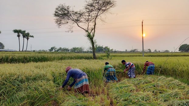 Rajshahi farmers expect a bumper paddy output