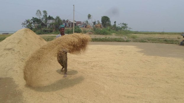 Paddy farmers deprived of fair prices in Kishoreganj