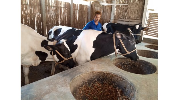 Cattle rearing a possible way out for Jobless youths