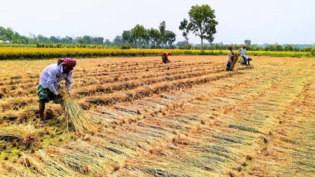 Chuadanga farmers busy harvesting Boro paddy