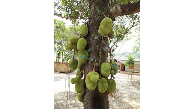 Low yield frustrates jackfruit Jhenaidah farmers