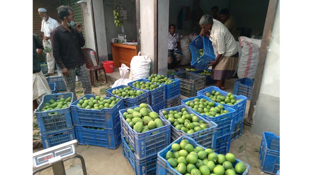 Chatmohar’s green mango  coming to Natore, Dhaka
