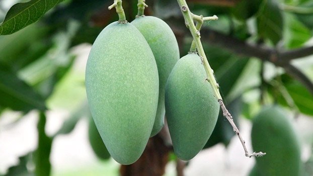 Bumper mango yield  likely in Naogaon