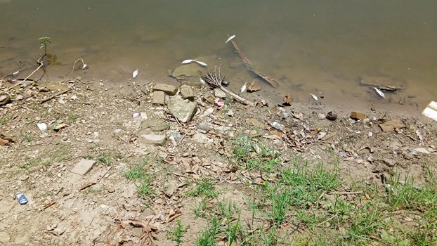 Fish, fries in Jhenaidah ponds dying for excessive heat