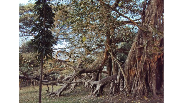 3 century-old banyan tree on the verge of death for lack of care
