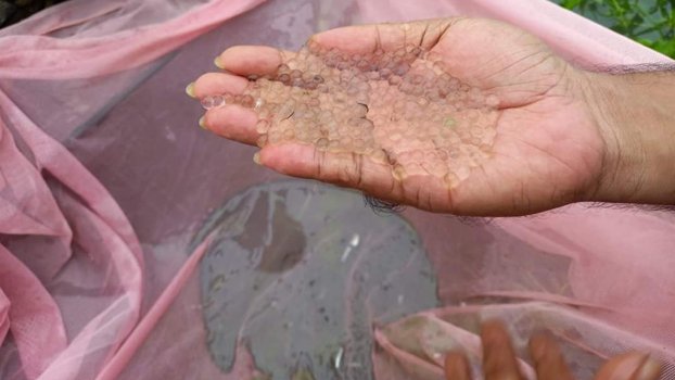 Mother fish laying eggs in Halda River, 383 boats collecting eggs