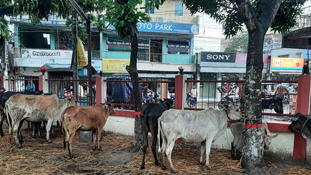 Police recover 18 stolen cows in Kishoreganj