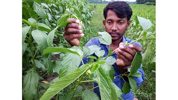 Jhenaidah jute farmers disappointed over untimely flowering