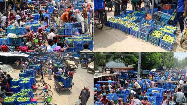 Naogaon farmers revolutionise mango farming in Barind area