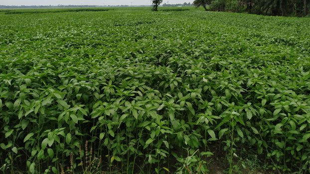 Jute cultivation getting popular in Chatmohar