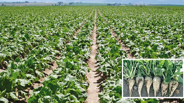 Sugar beet ushers in new hope 