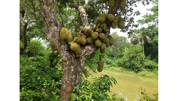Jhenaidah jackfruit farmers expect better price