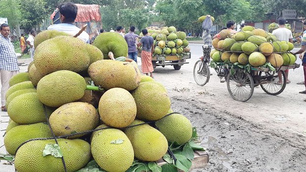 Jackfruits flood local markets in Ishwardi