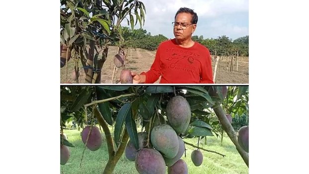 FF attains success in growing Japan mango