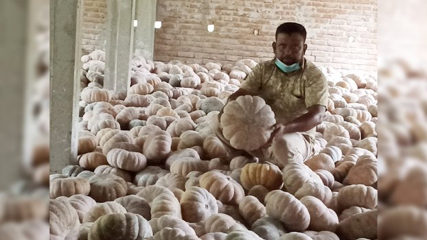 Jhenaidah pumpkin growers sustain heavy loss for want of buyers
