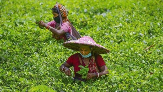 Covid nil in tea gardens