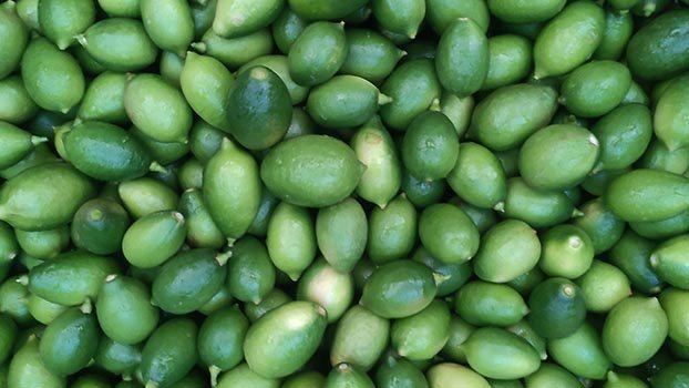 Fall in prices frustrates Chatmohar lemon growers