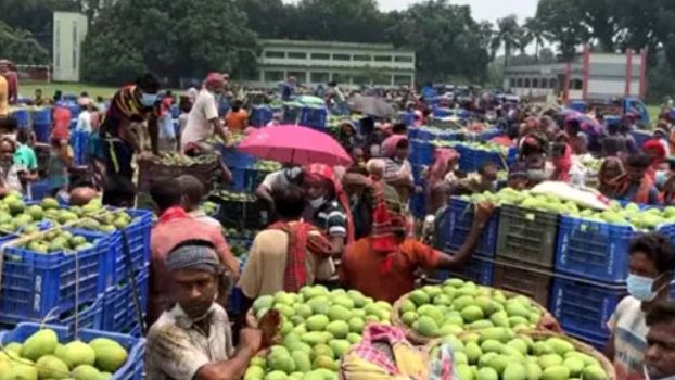 Rajshahi mango growers in  despair for lockdown