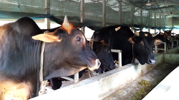 Cattle not selling much in Tangail