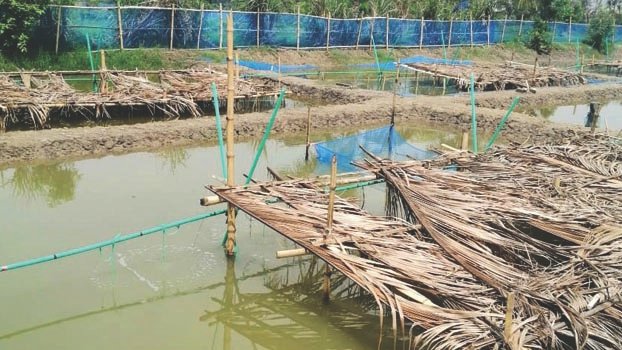Lobster fry to be produced in pond instead of hatchery