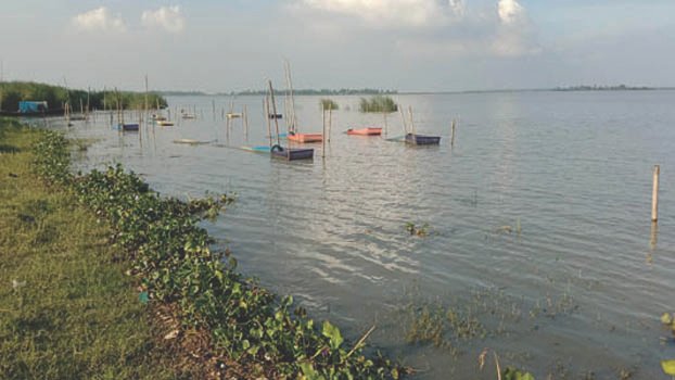 Extensive collection of fry threatens fish production