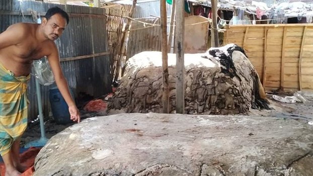 Locals unhappy over low price  of  hides in Chatmohar