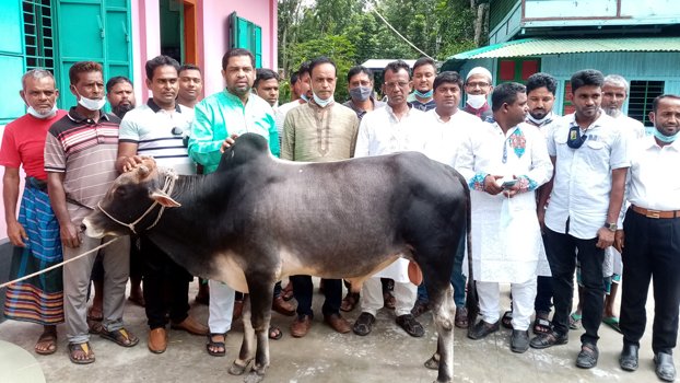 Cow sacrificed on behalf of  Bangabandhu, Prime Minister