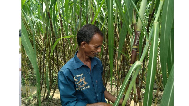 Chatmohar farmer sets example growing veg on sugarcane field