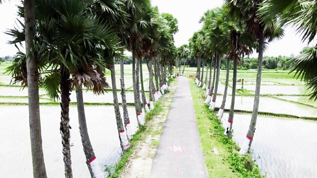 Rows of palm trees beautify in Naogaon village paths