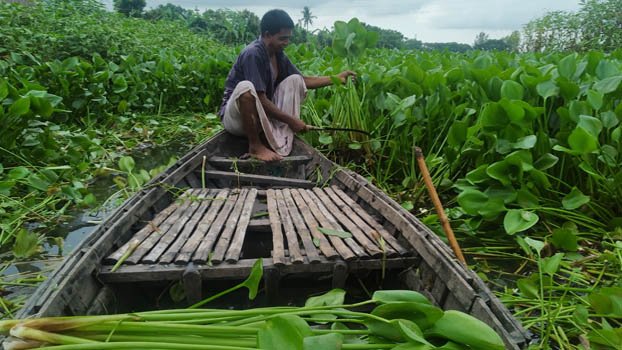 Cattle feed crisis acute in Chatmohar