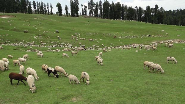 Rights to the unseen: Gujjars and Bakarwals
