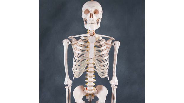 Medical students seek human skeletons available at fair price 
