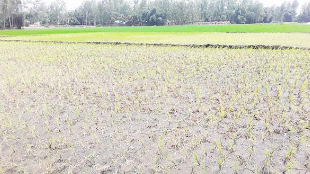 Aman, jute farmers worried over lack of rain in Panchagarh