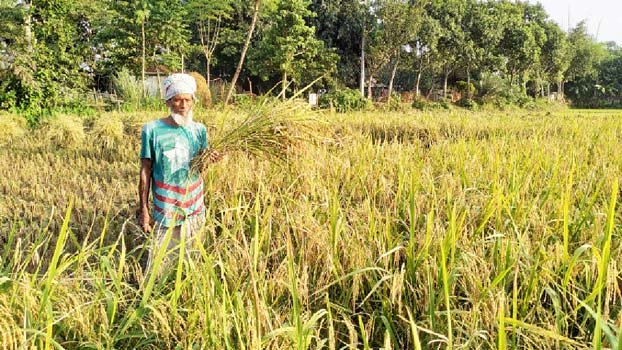 Farmers profit Tk 10,000 per  Bigha from Ropa, Bona Aus