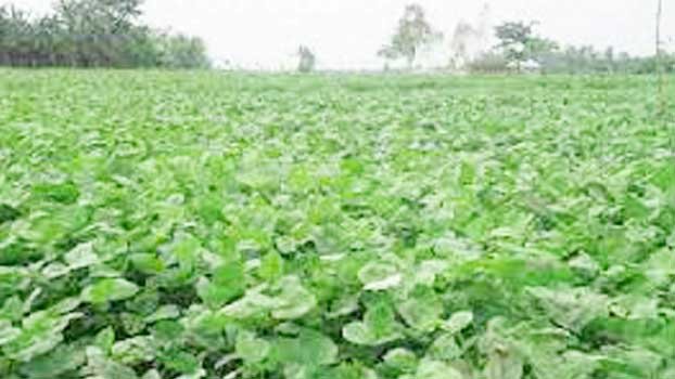 Jashore man achieves great success in multiple cropping