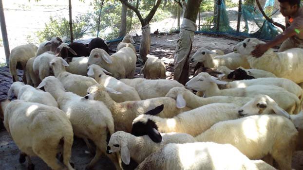 Story of a successful sheep rearer