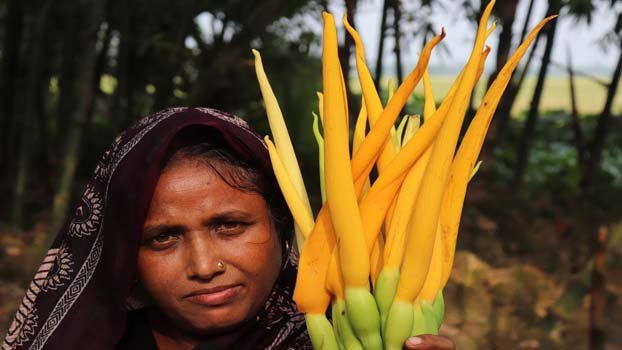Arum farming gains ground in Tentulia