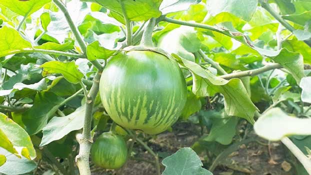 Brinjal brings smile to Natore farmers’ faces