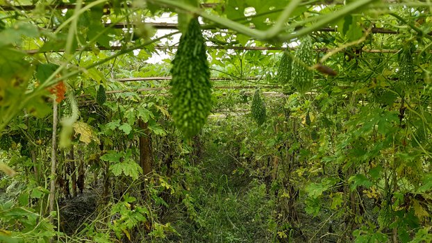 Bitter gourd farming gaining ground in Bogura