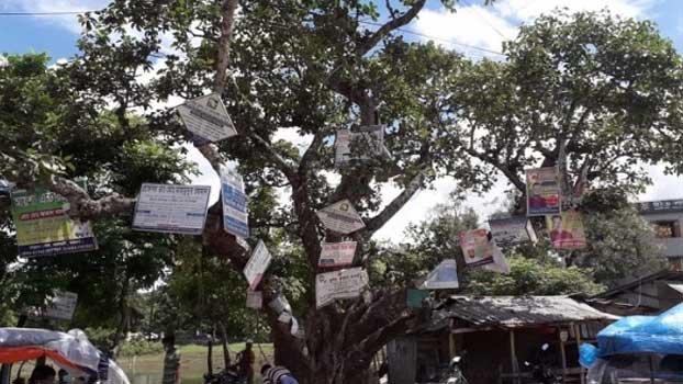 Nailed-down ad boards plague roadside trees