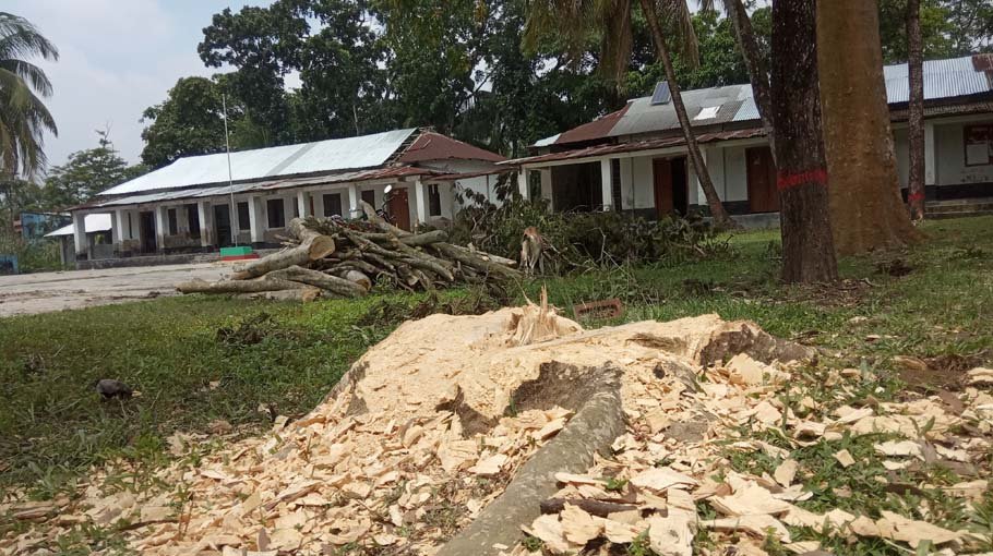Trees felled for fund raising  for Kalapara madrasa