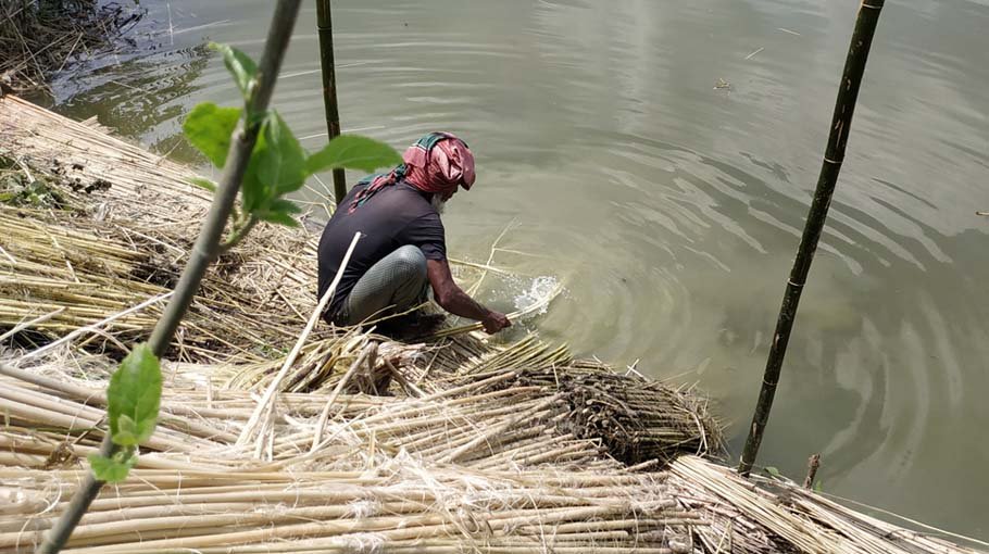 Bumper yield, good price bring smile to jute farmers’ face