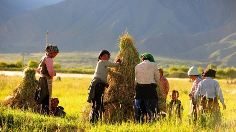Inclusive finance benefits small firms, farmers in Tibet
