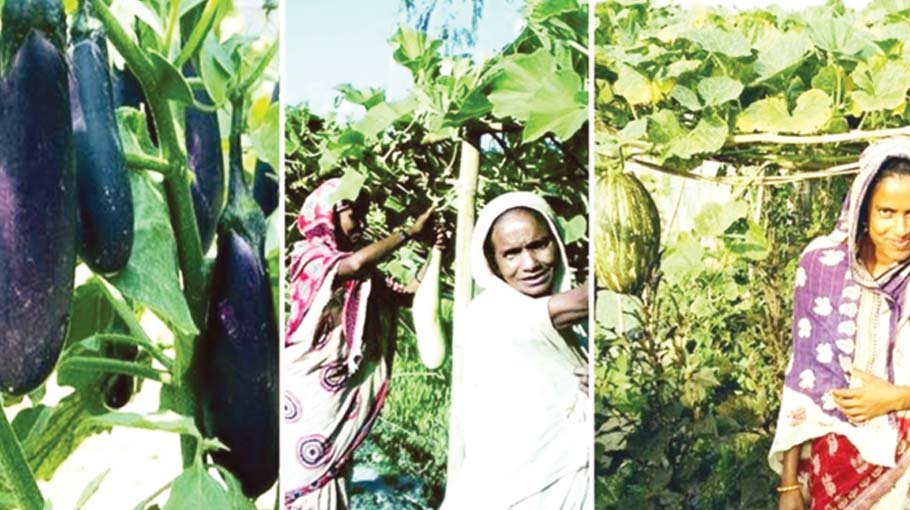 Veg farming changes fate of many