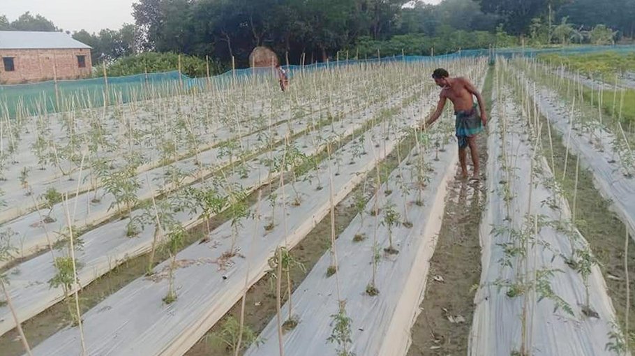 Kishoreganj farmers busy  cultivating winter veg