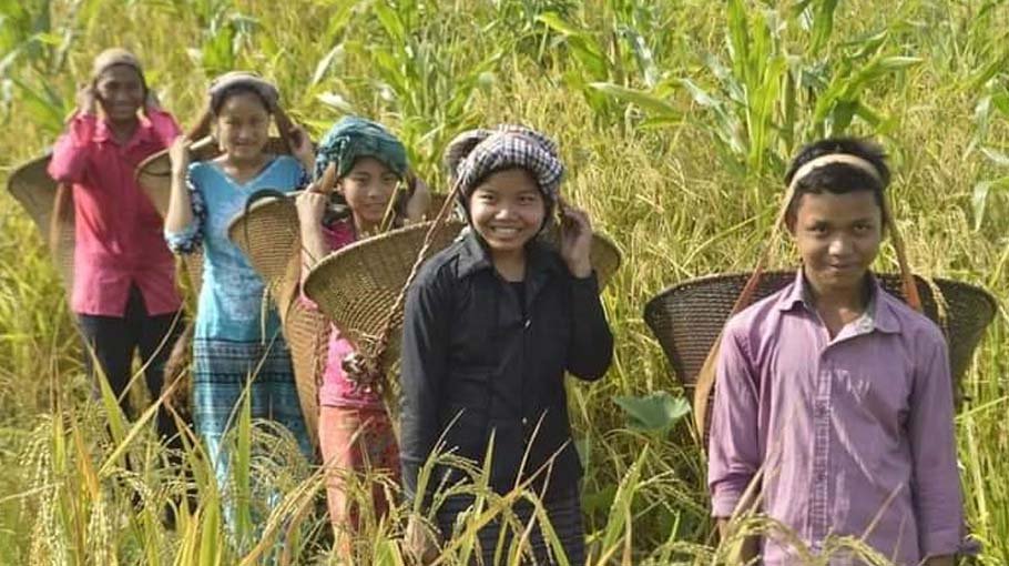 Jhum farmers now rely  on combined farming