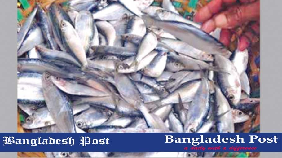 25 maunds of Jatka seized in Chandpur