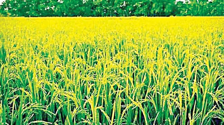 Boost AE activities by setting up PPP Cell